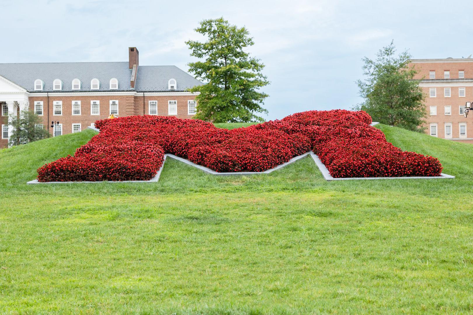 A bed of flowers with red flowers in the shape of an M with a building in the background.