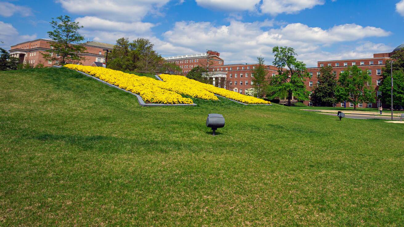 A bed of yellow flowers in the shape of the letter "M" on the top of a green hill